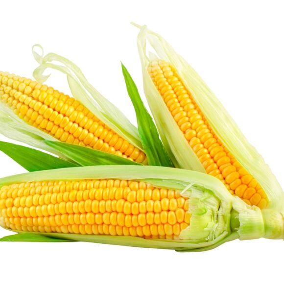 Corn 580x580