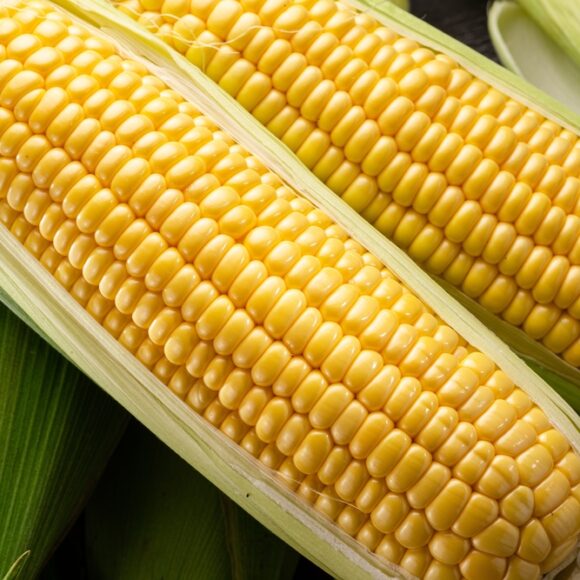 corn3 580x580